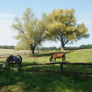 View Paddock & Pasture Fertiliser